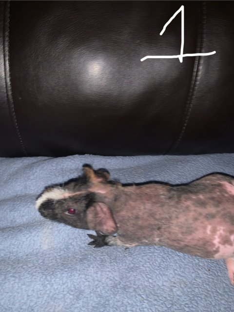3 Male Hairless Guinea Pigs For Sale