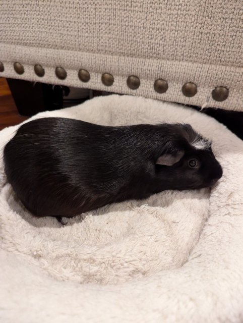Rehoming Two Sweet Boys
