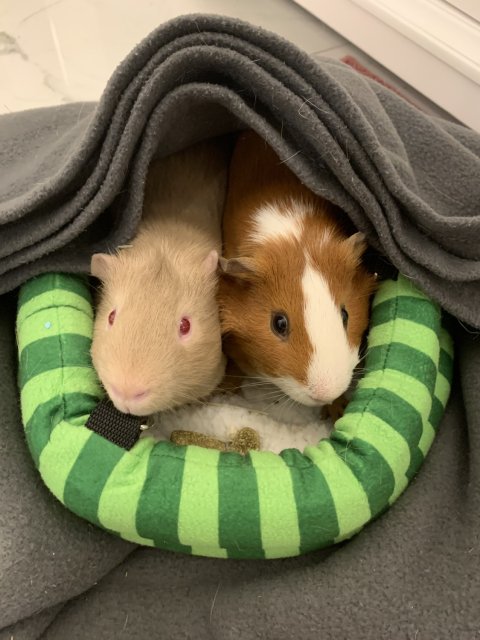 3yo male guinea pig needing rehoming