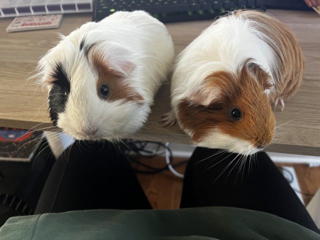 Two Friendly Female Guinea Pigs