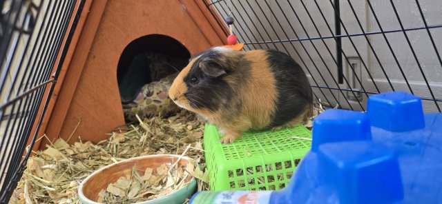 Lots of Guinea Pigs for Adoption