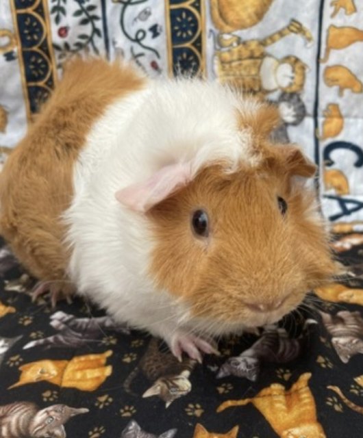 3 bonded females need a home