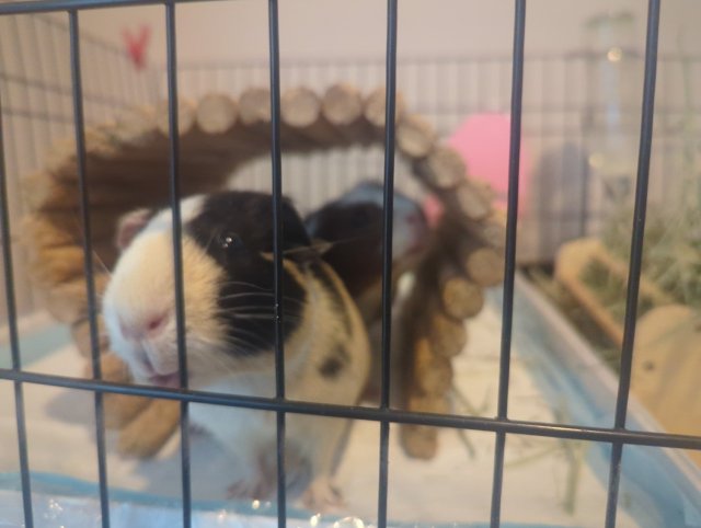 Don't miss these two cute female guinea pigs