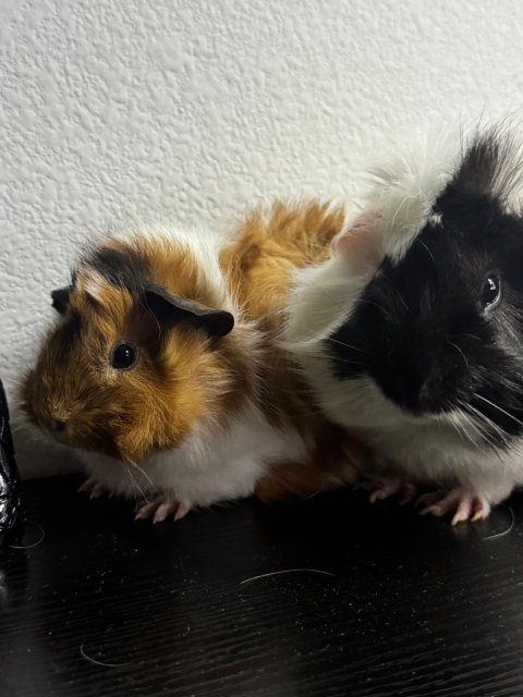 Fred &amp;amp; Toto - (Cage &amp;amp; Supplies Included)