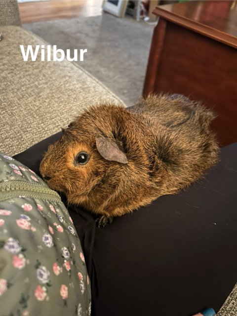 Alfred &amp;amp; Wilbur