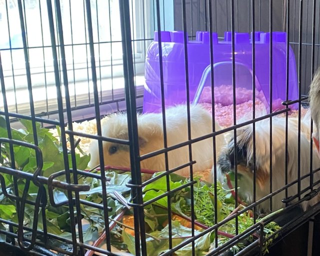 Two bonded males
