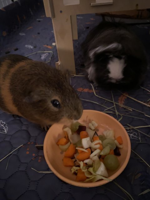 Two sweet and cute male bonded Guinea Pigs