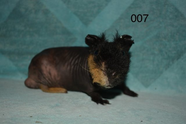 Skinny Pig Boar
