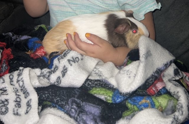 Rehoming two female guinea pigs