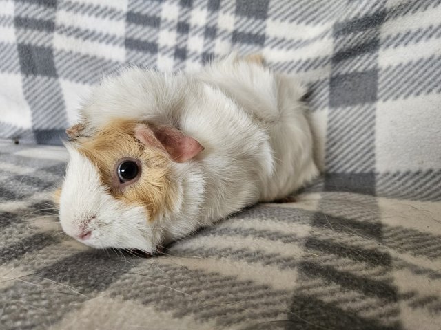 Harry, 1 year old female