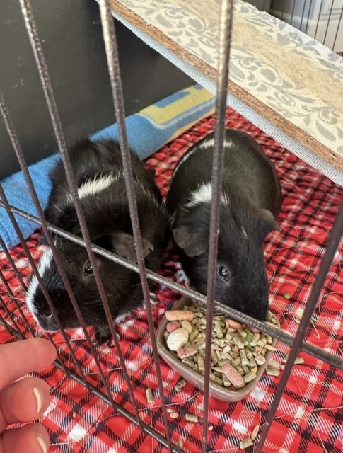 2 Male Bonded Guinea Pigs Looking to Rehome