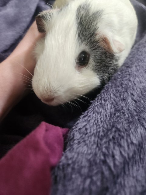 Needing to rehome my sweet babies