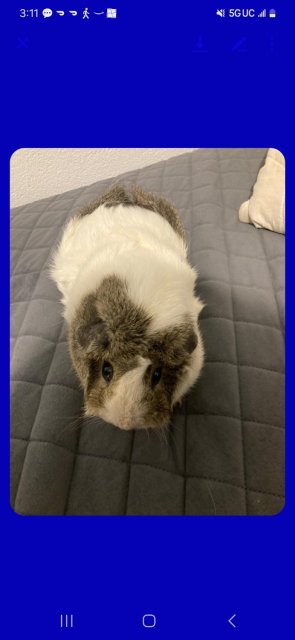 Bonded pair of female guinea pigs