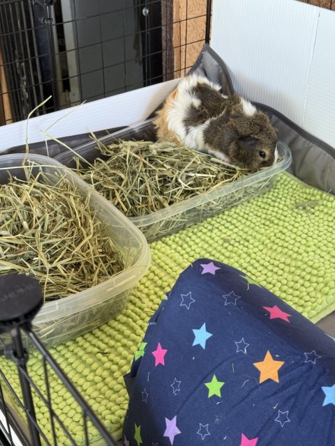 Rehoming two females