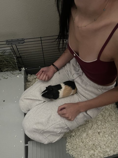 2 Guinea Pigs!