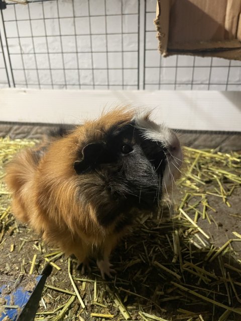 4 Bonded Male Guinea Pigs