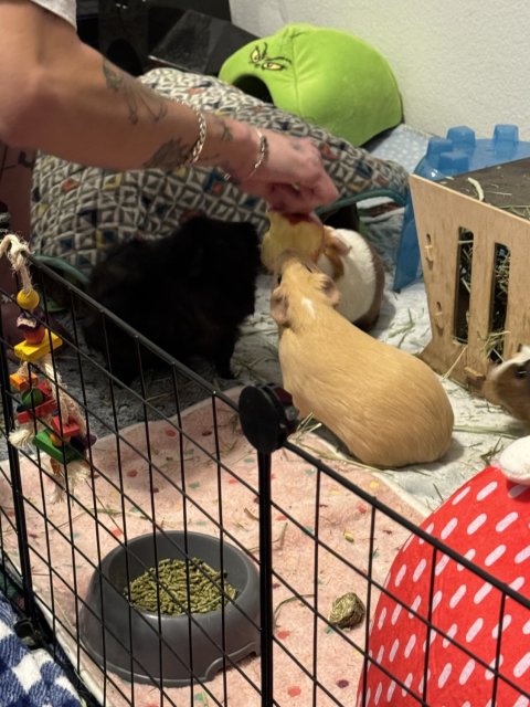 Four bonded female guinea pigs need rehomed