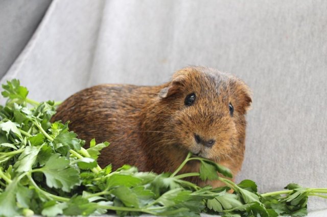 Two sweet male guinea pigs ages 4 and 1