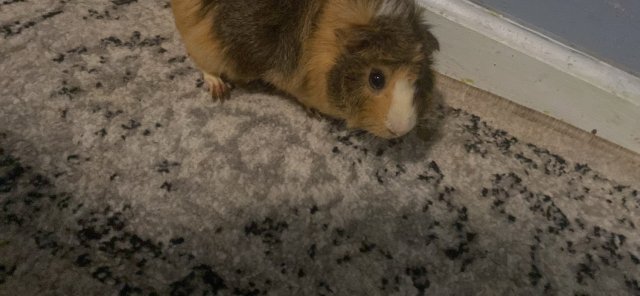 Rehoming Guinea pig!