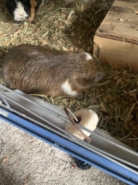 Pregnant mama  pups for sale