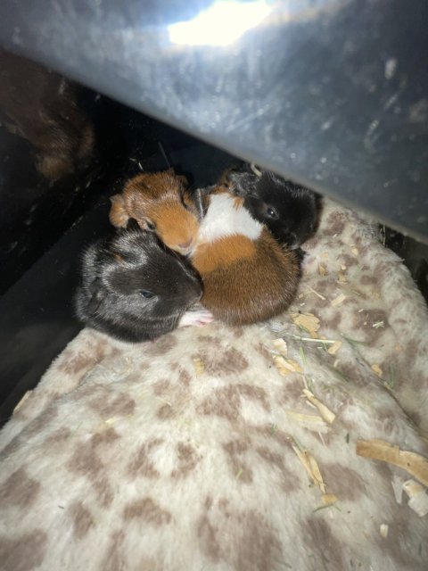 Four Baby Guinea Pigs