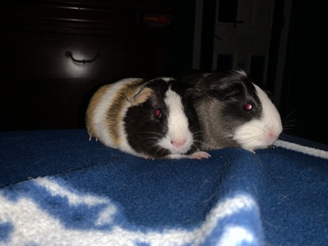 Two female guinea pigs
