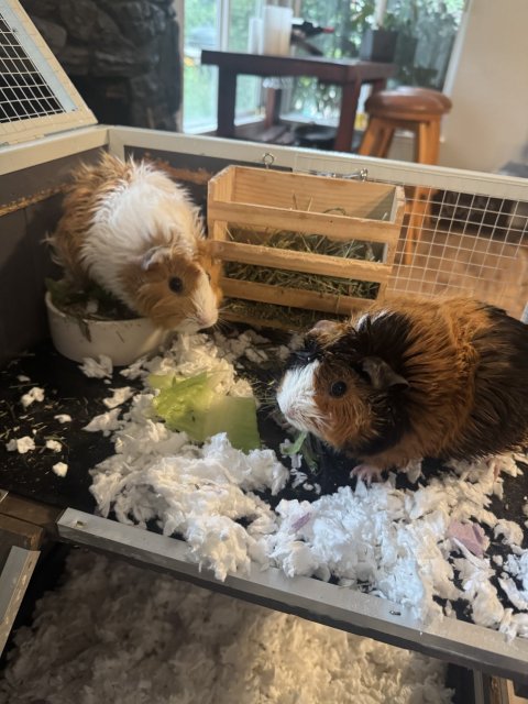 Two Sweet Female Guinea Pigs with Deluxe Habi