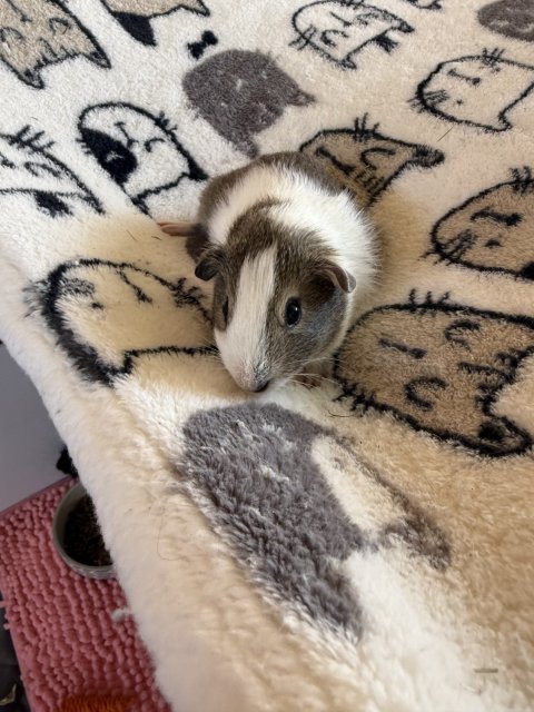 Rehoming piggy