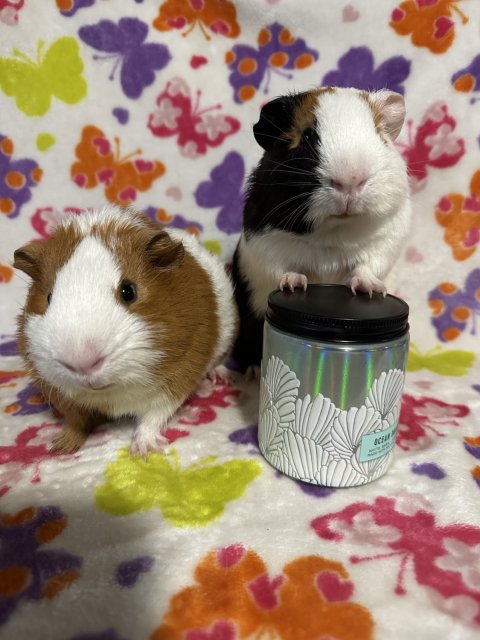 Two Guniea Pigs