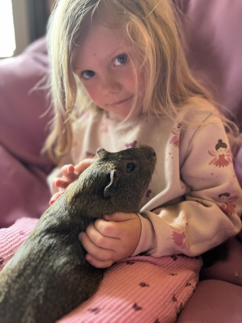 3 guineas: 2 female, 1 male New Pal area!