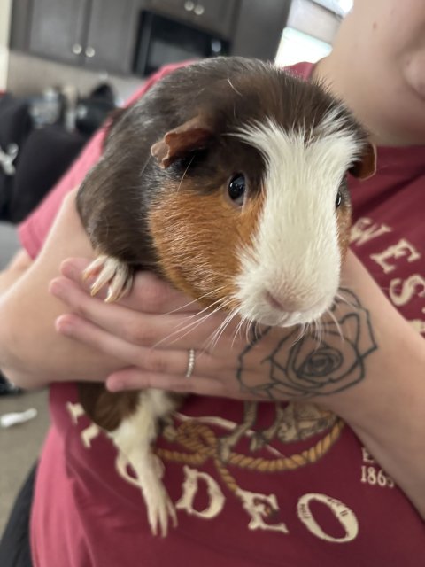 2 Male Guinea Pigs!!