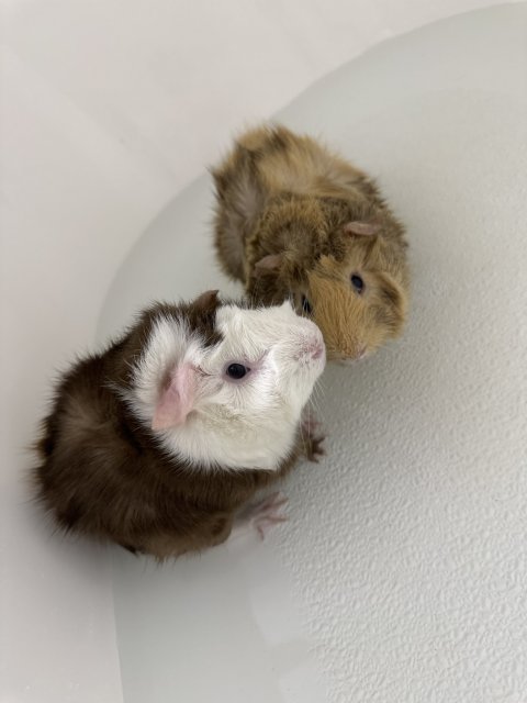 Two male guinea pigs, 1 year old