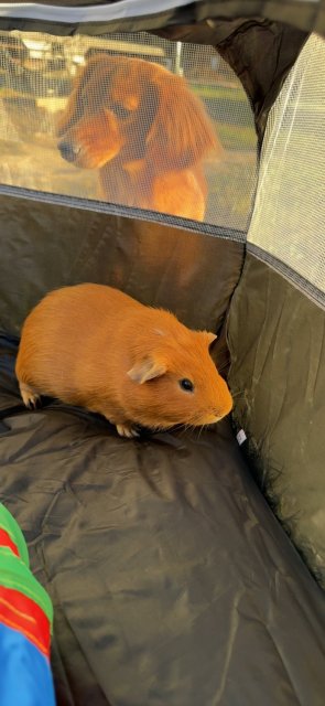 2 Male Adult Guinea Pigs Need Rehoming