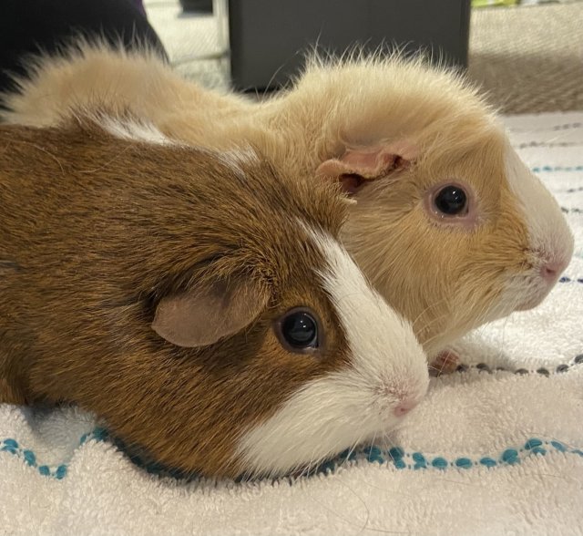 Mars and Jupiter adult females bonded pair