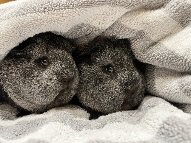 Sweet sisters for adoption