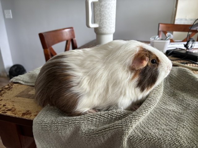 Rehoming Two Bonded Male Piggies