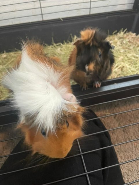 Our girls Odessa &amp;amp; Venom need a loving home.