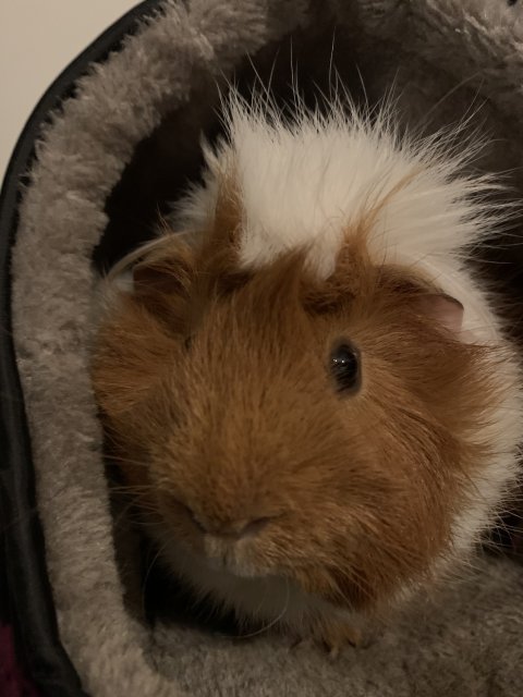 Bonded pair of 2 yr old male pigs w/cage