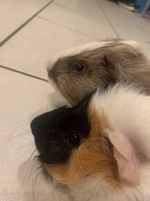 2 Male Guinea Pigs Bonded (1 year)