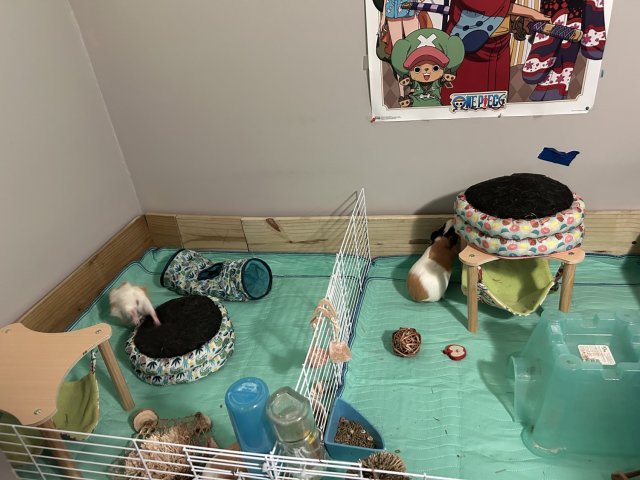 3 Female Guinea Pigs