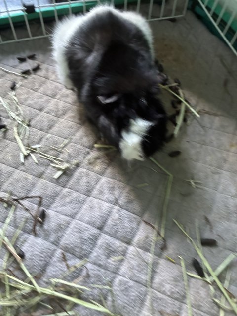 Two Male Guinea Pigs Rehome