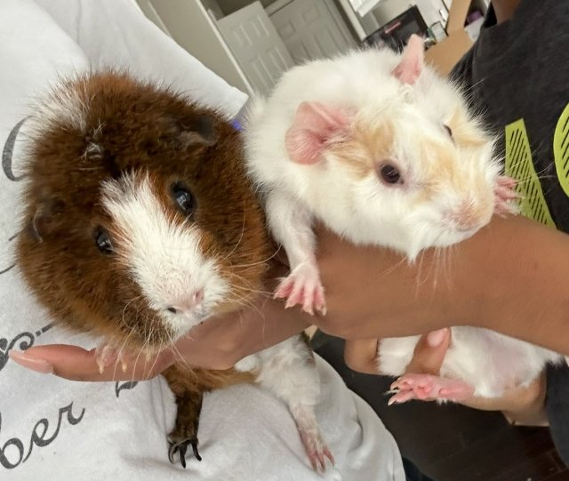 Two Bonded American Male Guinea Pigs