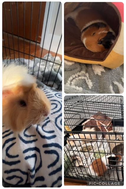 2 Female Piggies needing new home