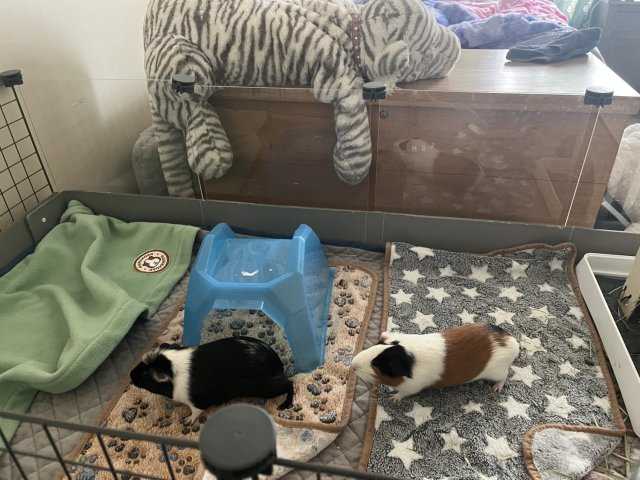 2 male PEEPOTTIE TRAINED-piggie, 6 months old