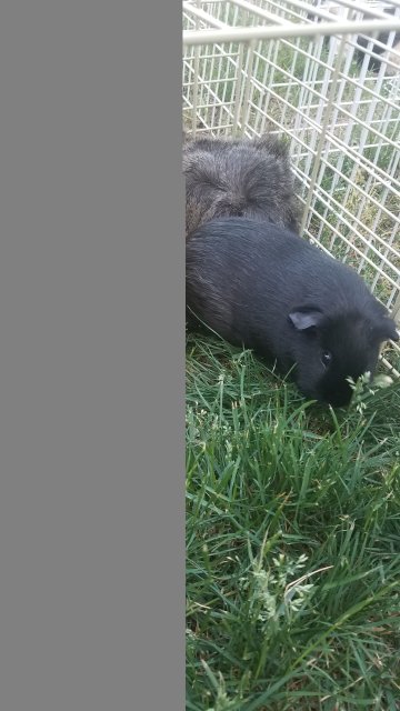 These Little Guineas Rescue