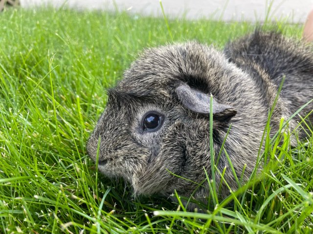 2 Male Guinea Pigs Pippin and Gimli