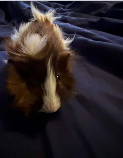 2 male guinea pigs bounded well