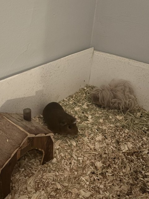 Little Bear and Toupee