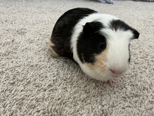 Amazing guinea girls!