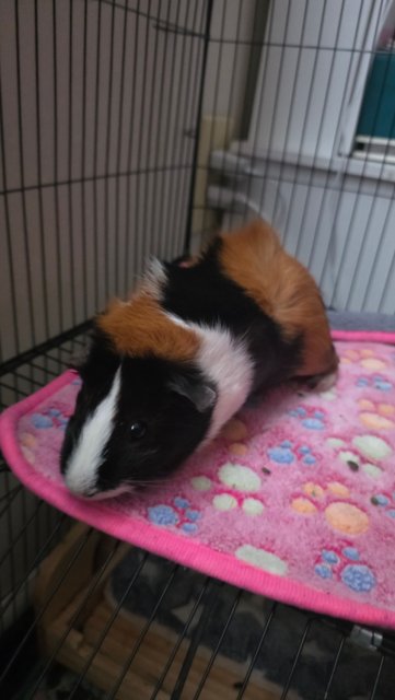 Rehoming Amazing Guinea pigs